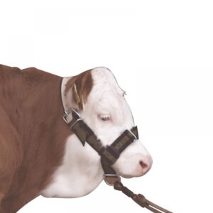 103 Cattle Halter excellent